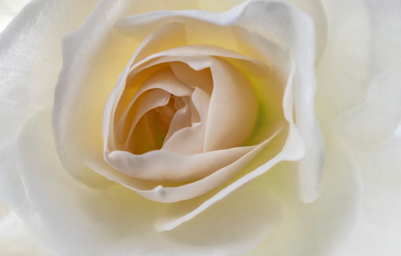 Photo wallpaper flowers, roses, petals