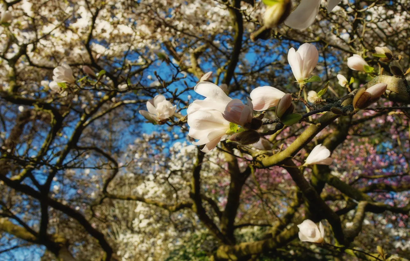 Photo wallpaper flowers, branches, spring, white, flowering, Magnolia