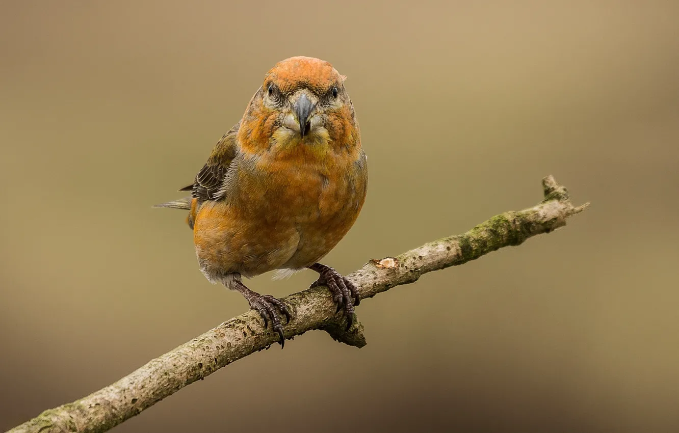 Photo wallpaper branches, bird, bird