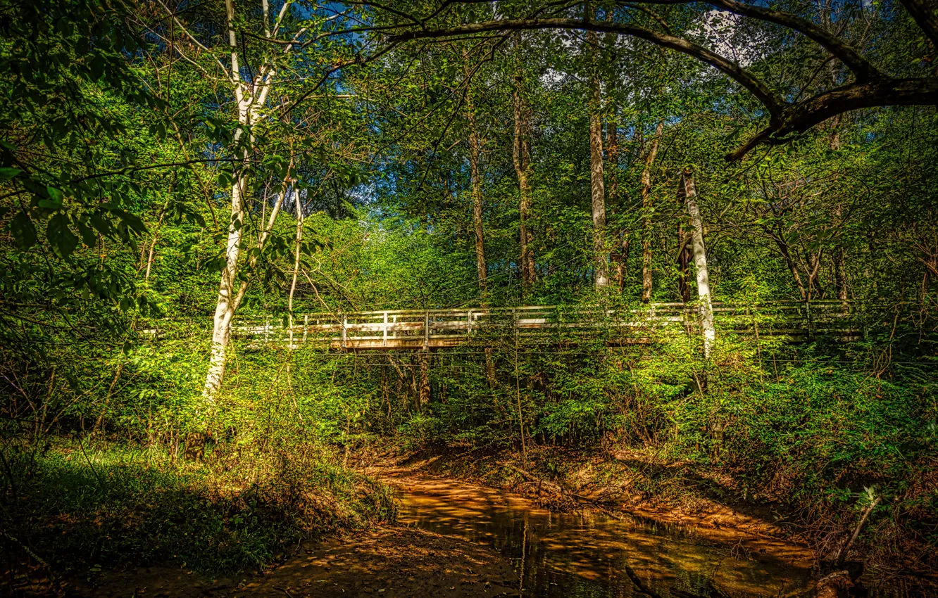 Photo wallpaper greens, forest, the sun, trees, branches, bridge, stream, foliage