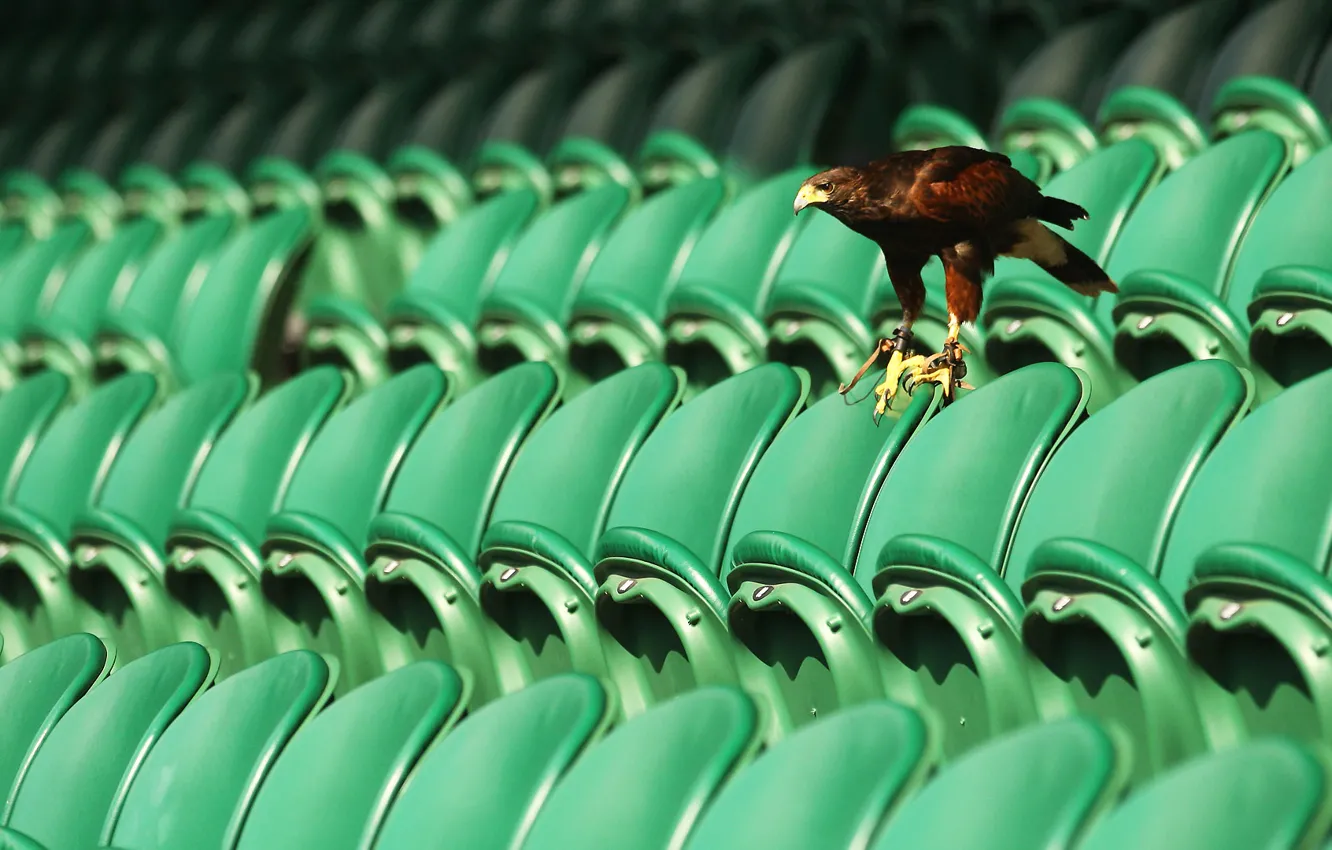 Photo wallpaper England, chair, hawk, stadium, tennis, Central court, Wimbledon, protection from pigeons