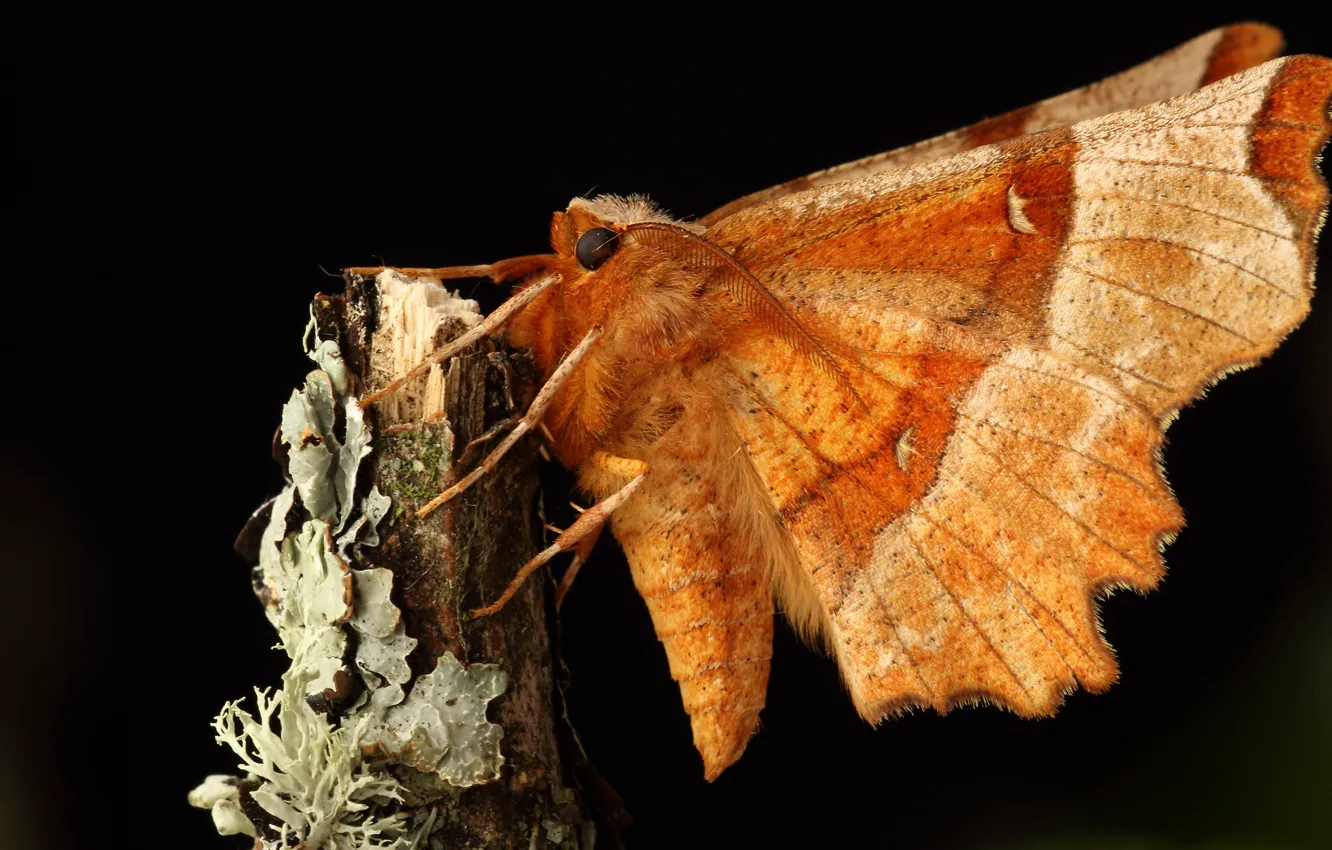 Photo wallpaper macro, orange, butterfly, black background, bitch