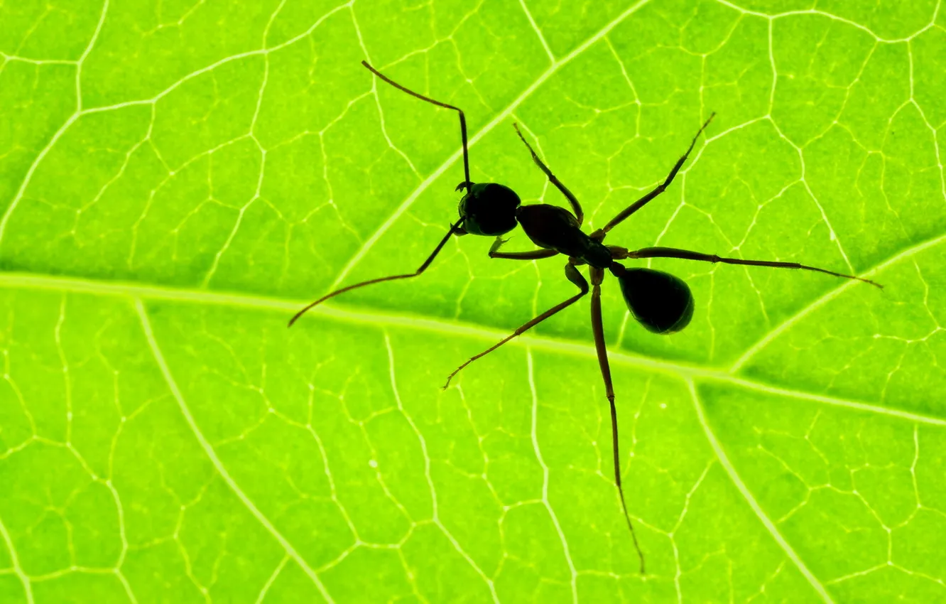 Photo wallpaper macro, sheet, ant