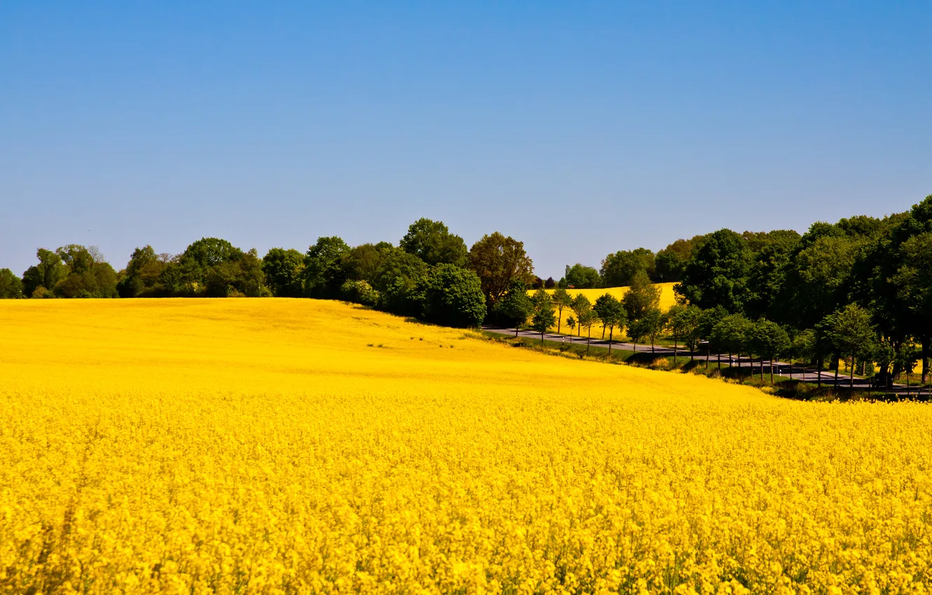 Photo wallpaper road, field, the sky, rape