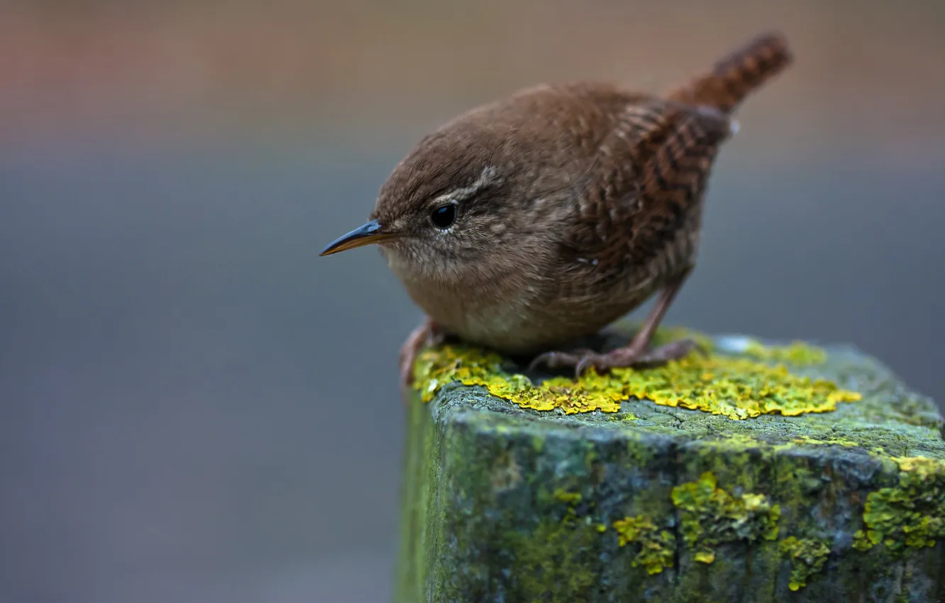 Photo wallpaper nature, the fence, Sparrow