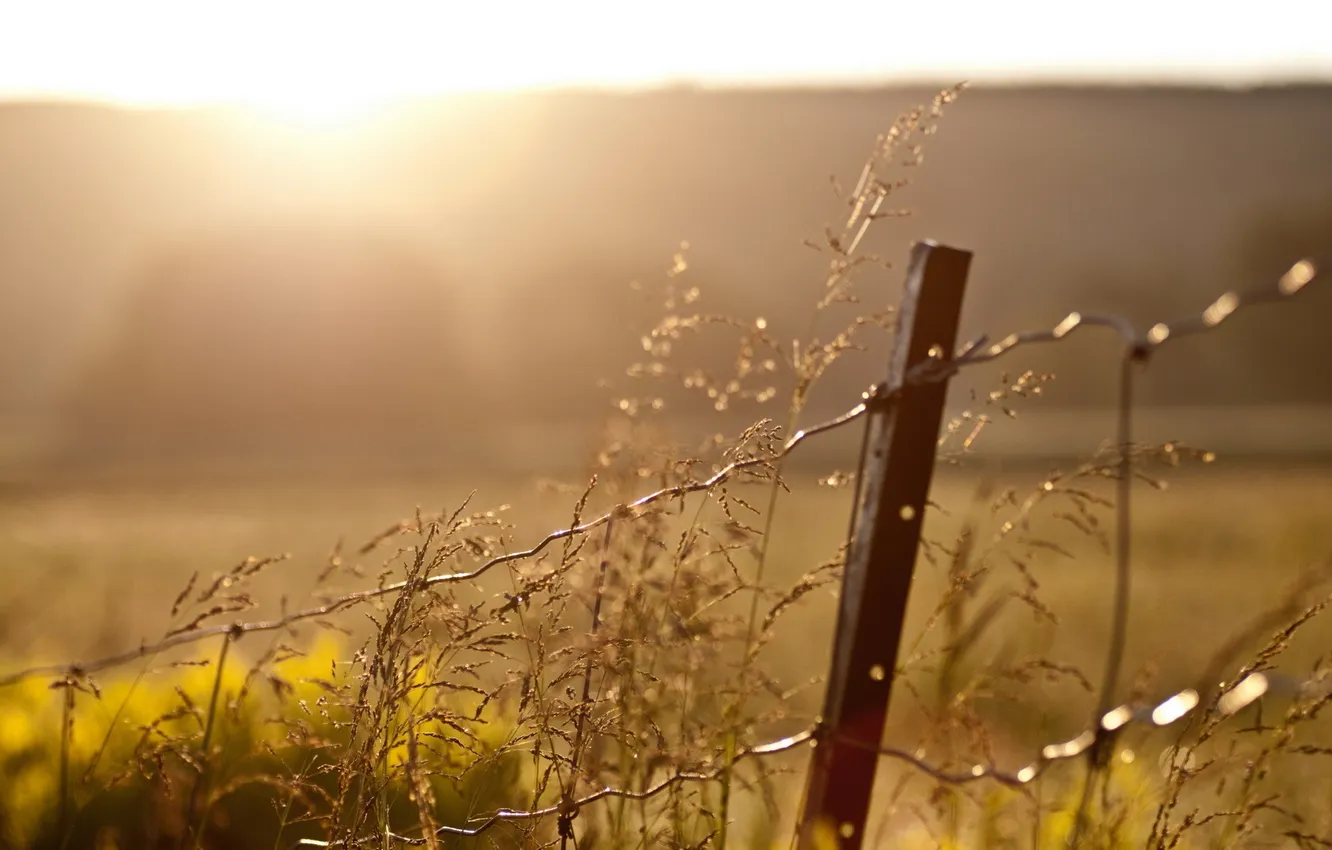 Photo wallpaper grass, macro, sunset, the fence