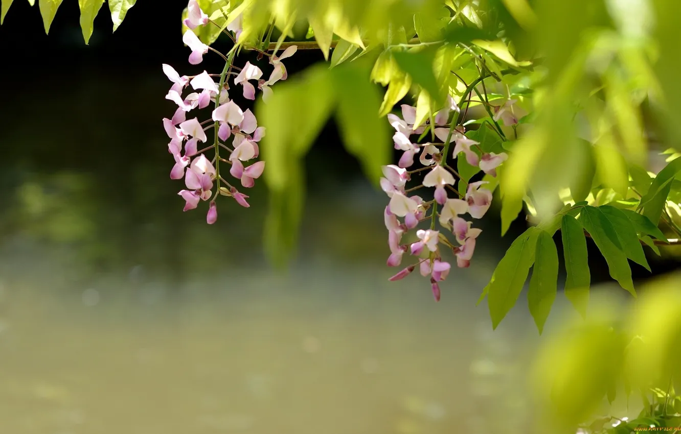 Photo wallpaper flowers, nature, Wisteria