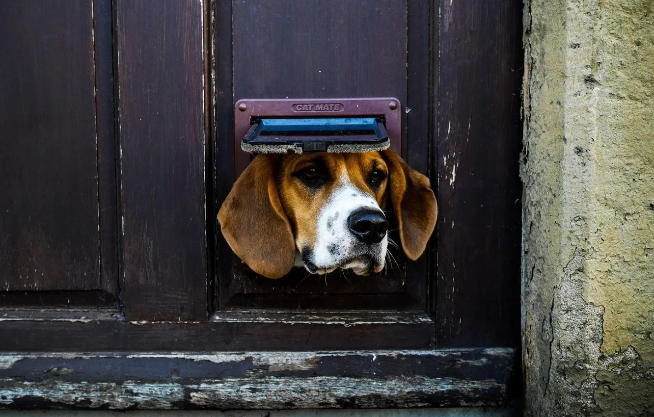 Photo wallpaper Dog, animal, situation, door, ears, nose, muzzle