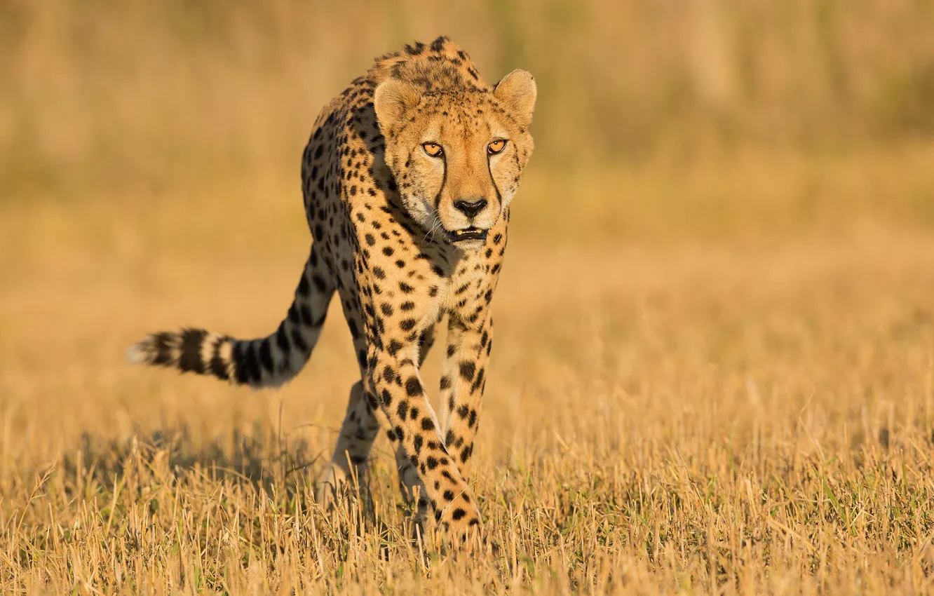 Photo wallpaper field, grass, look, Cheetah, walk