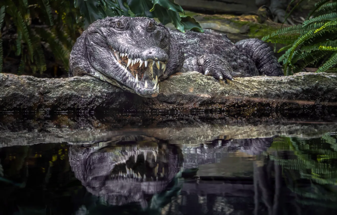 Photo wallpaper reflection, predator, teeth, crocodile, mouth