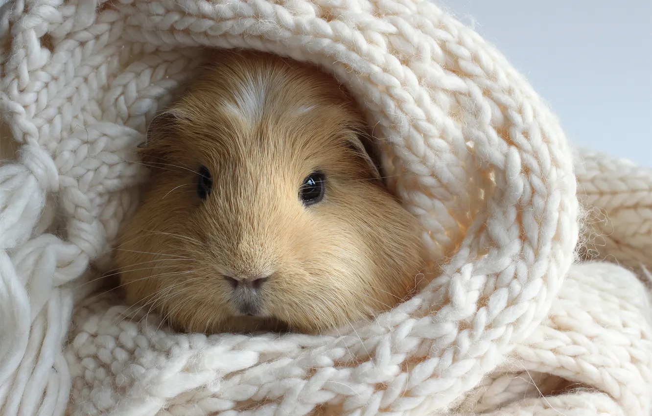 Photo wallpaper white, scarf, knitted, Guinea pig