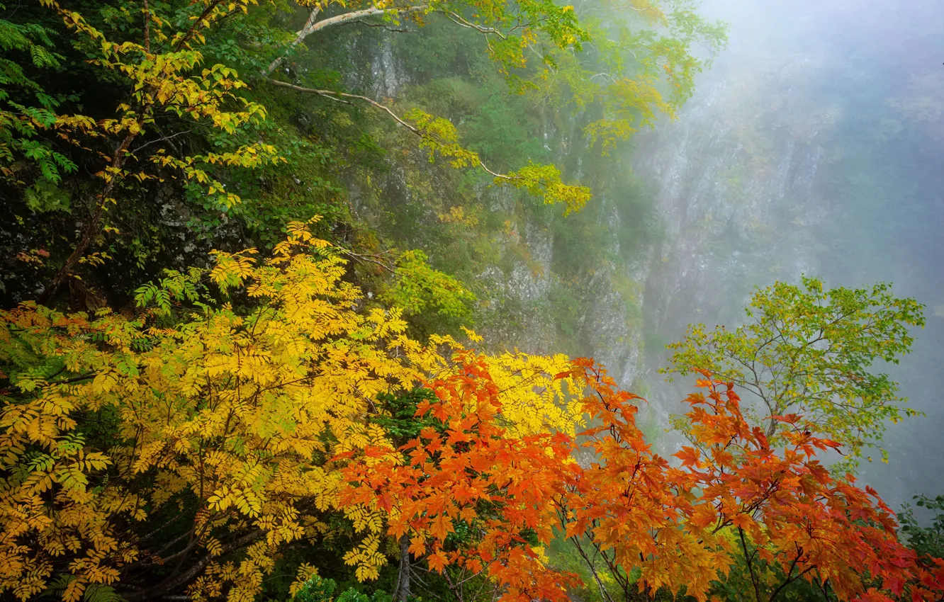 Photo wallpaper autumn, fog, foliage, the colors of autumn, deriva