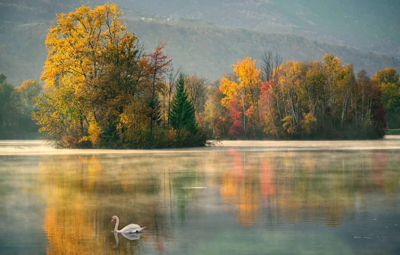 Photo wallpaper autumn, lake, Swan