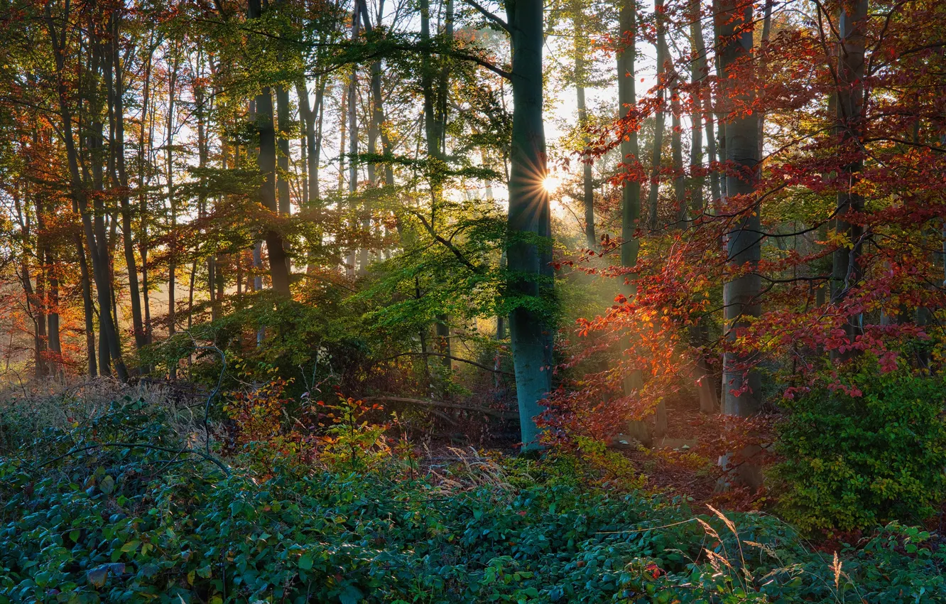 Photo wallpaper autumn, forest, the sun, rays, light, trees, branches, nature