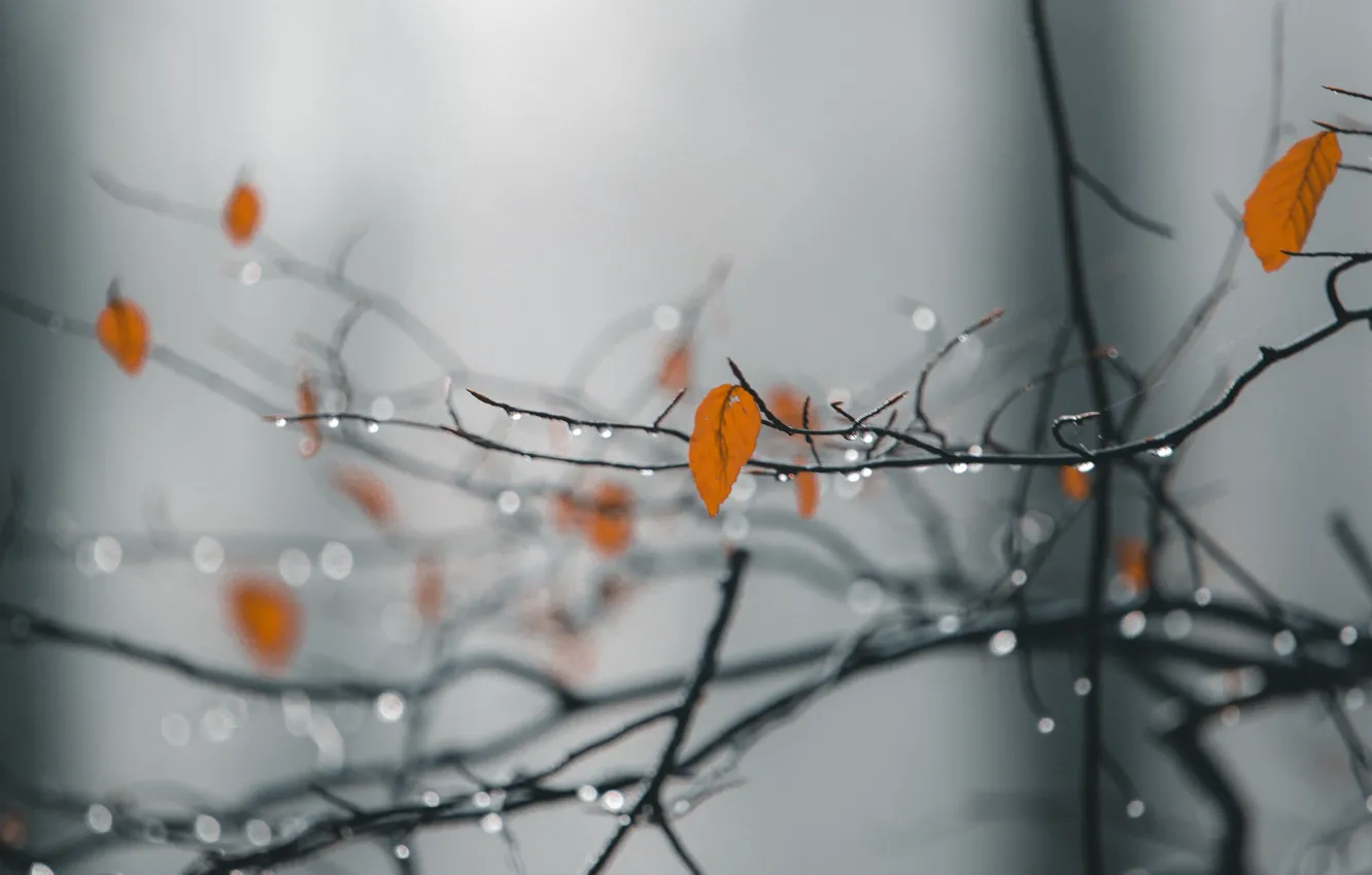 Photo wallpaper autumn, leaves, drops, branches, nature
