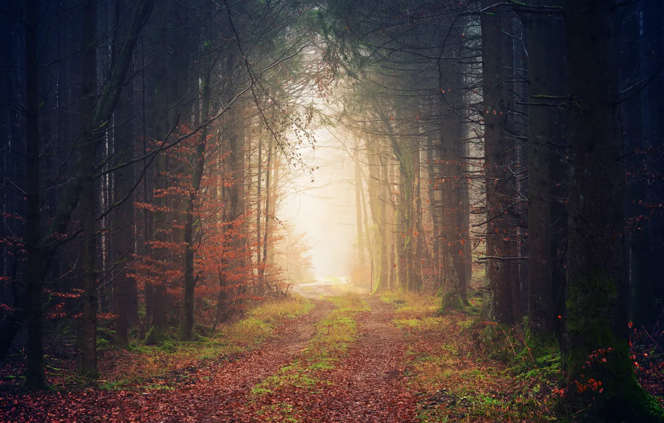 Photo wallpaper Nature, Road, Fog, Autumn, Trees, Forest, Plant, Trail