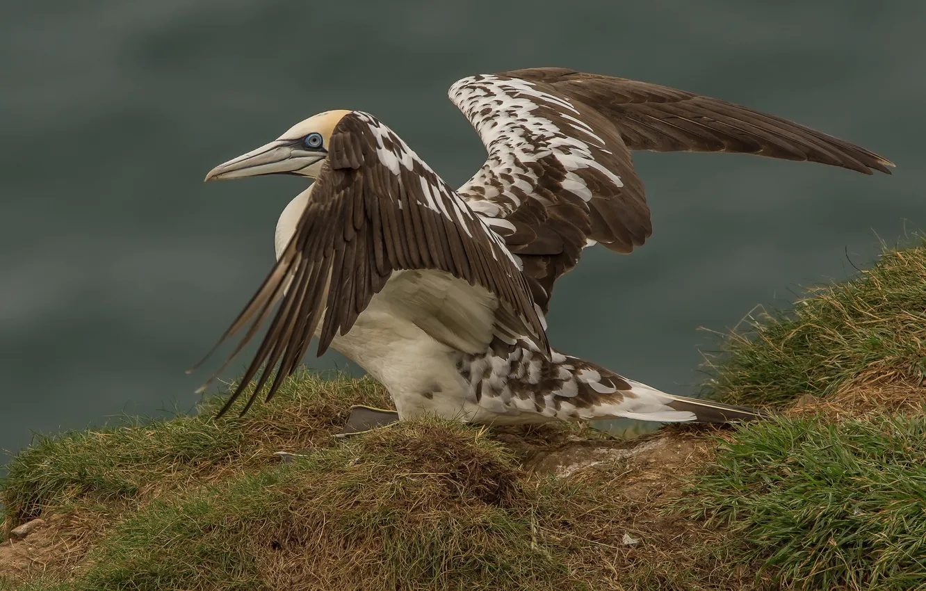 Photo wallpaper rocks, bird, wings, beak, the Northern Gannet
