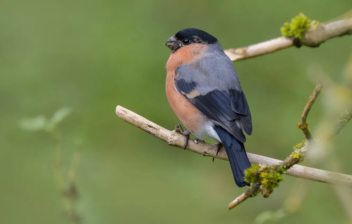 Photo wallpaper branches, background, bird, bullfinch, meal