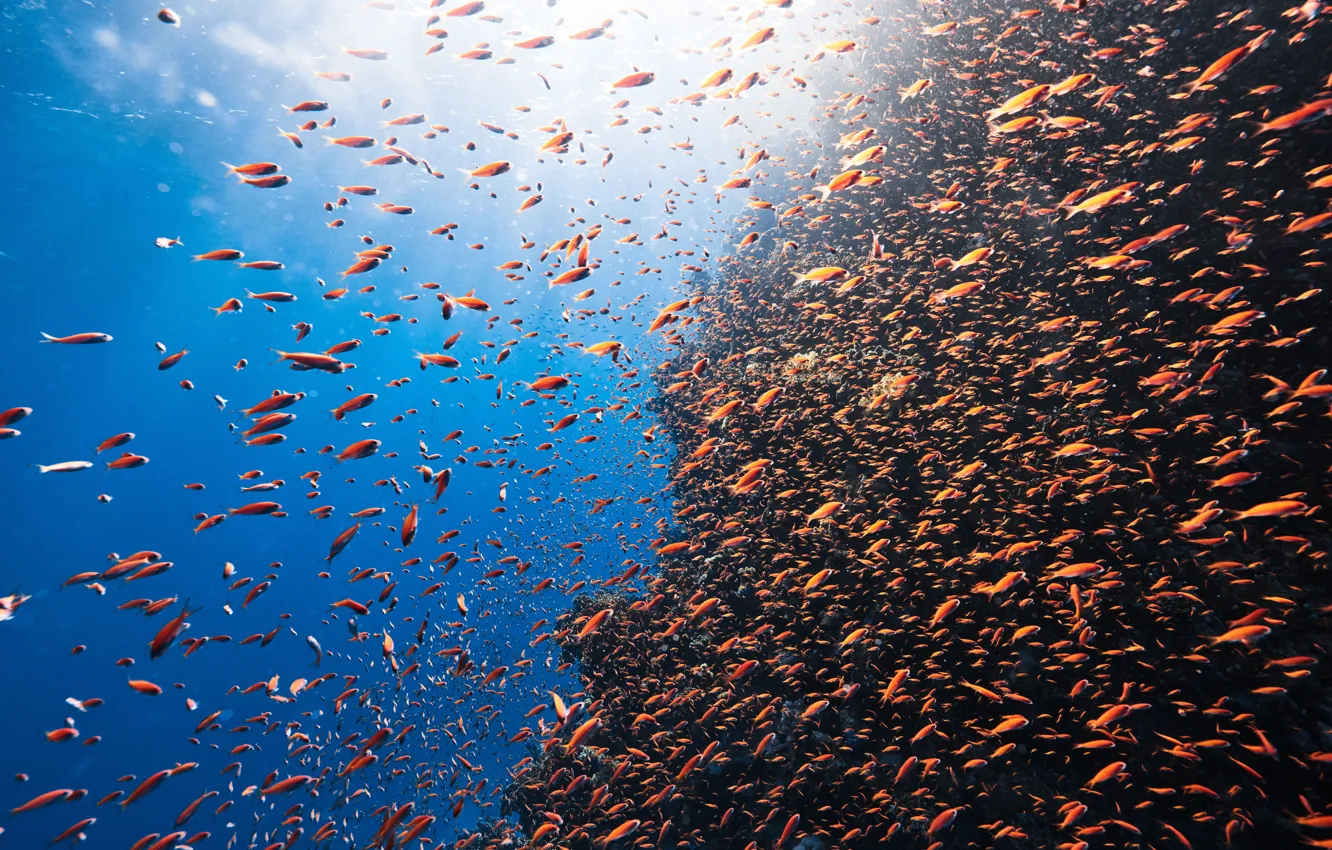 Photo wallpaper life, marine, diverse, Reefs, Abundance