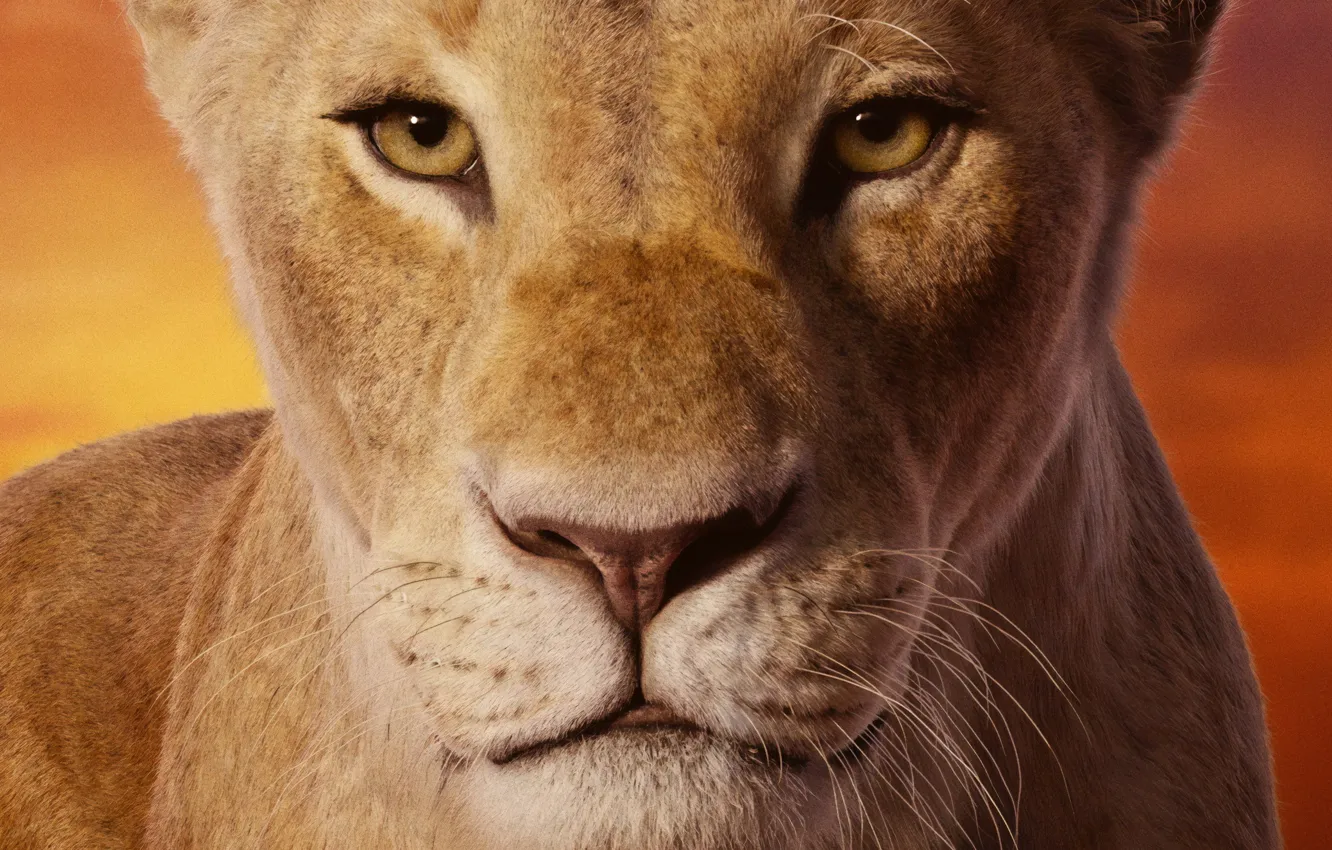 Photo wallpaper look, face, lioness, The Lion King, The Lion King