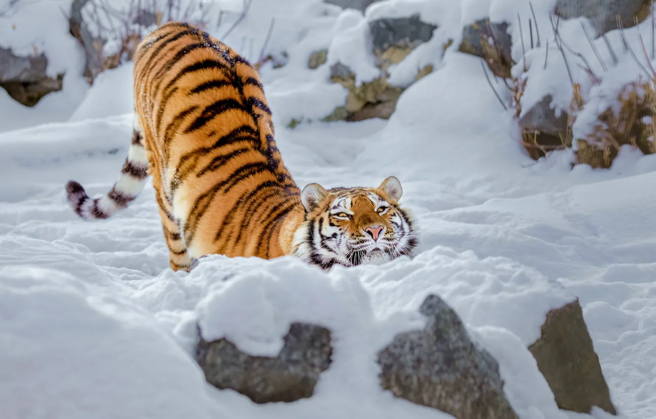Photo wallpaper winter, snow, wild cat, tigress, potyagushki