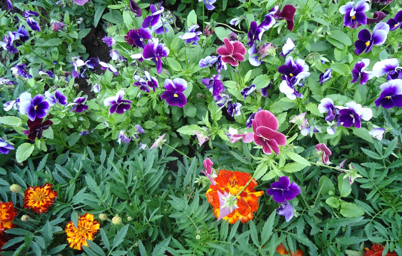 Photo wallpaper flowers, Pansy, flowerbed, marigolds