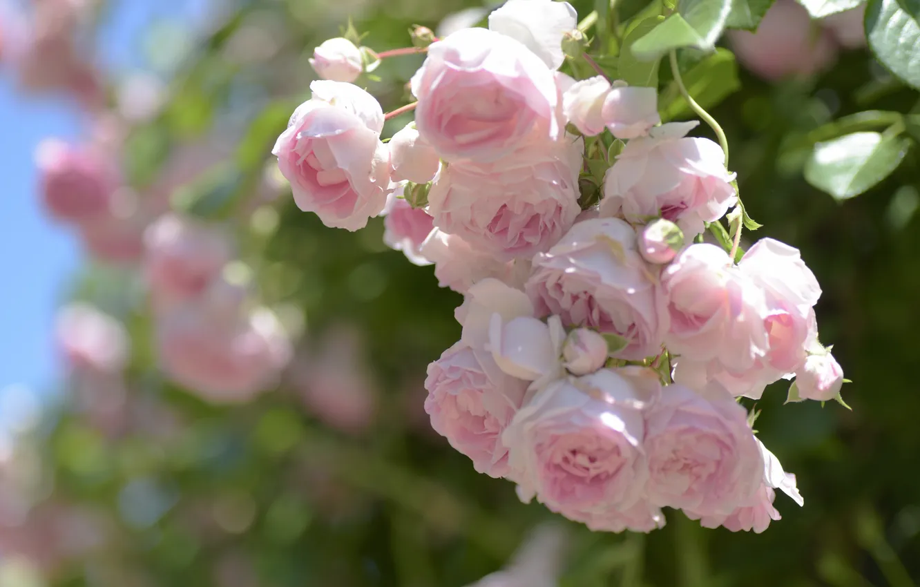 Photo wallpaper light, flowers, roses, garden, pink, buds, bokeh, rose Bush