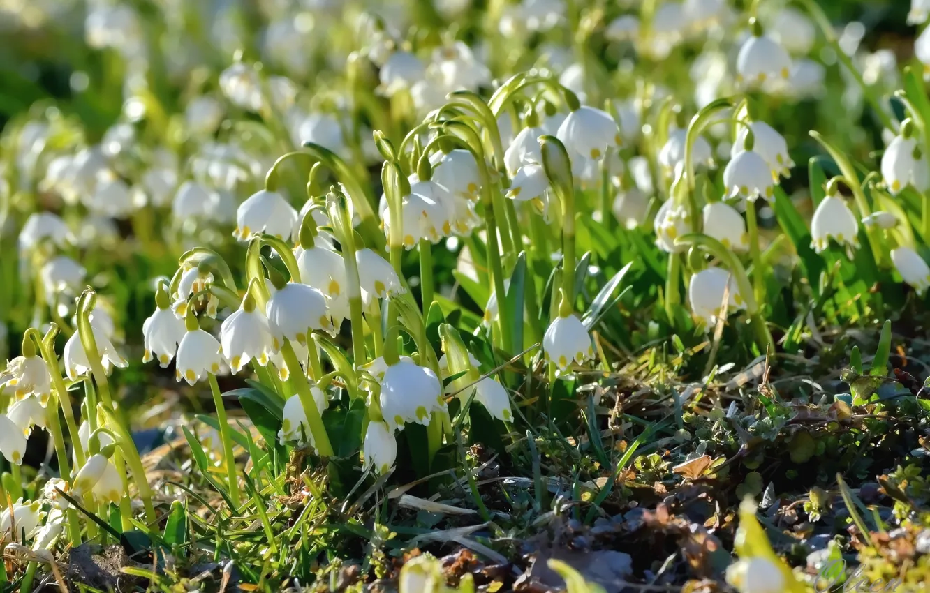 Photo wallpaper spring, primrose, Snowflake