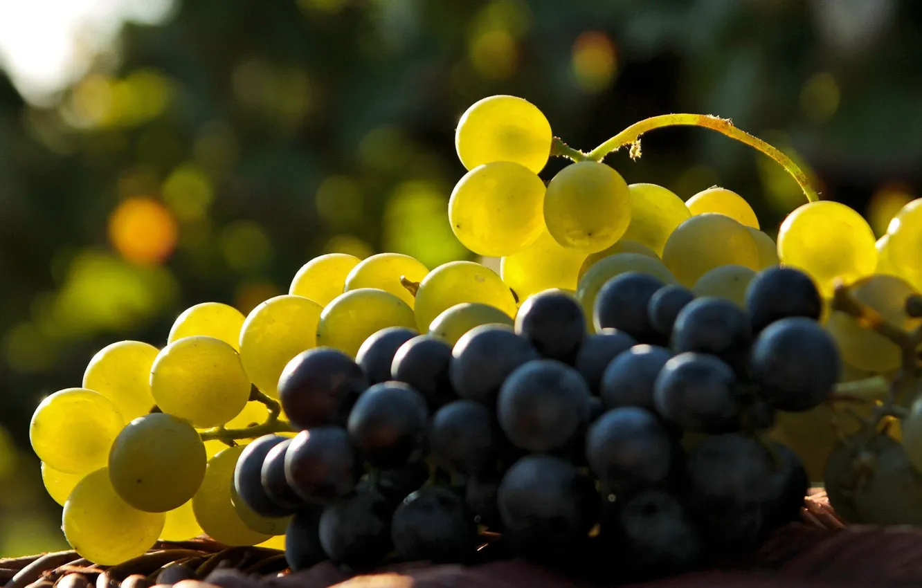 Photo wallpaper light, berries, grapes, bunch, brush