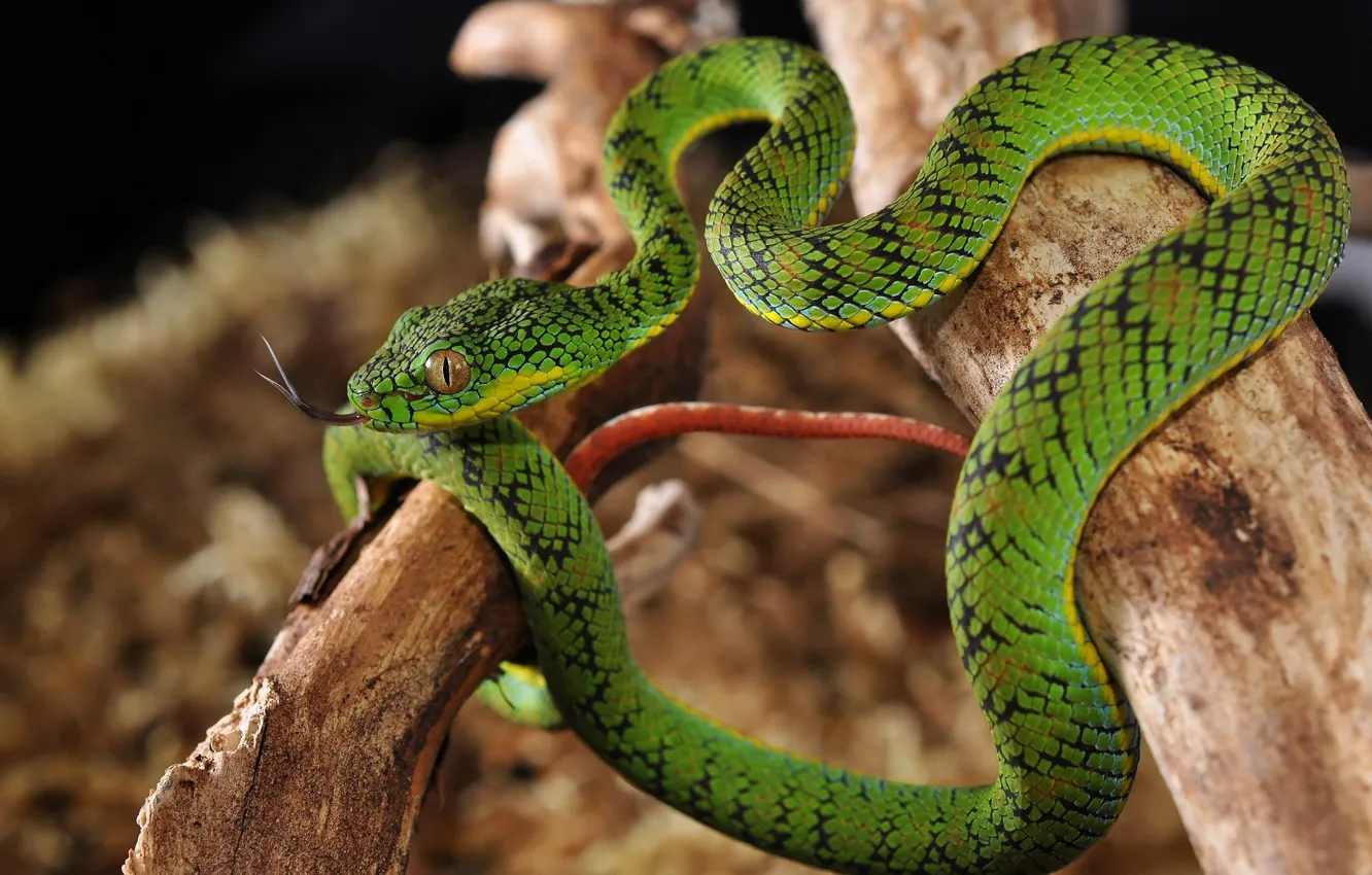 Photo wallpaper nature, green, snake