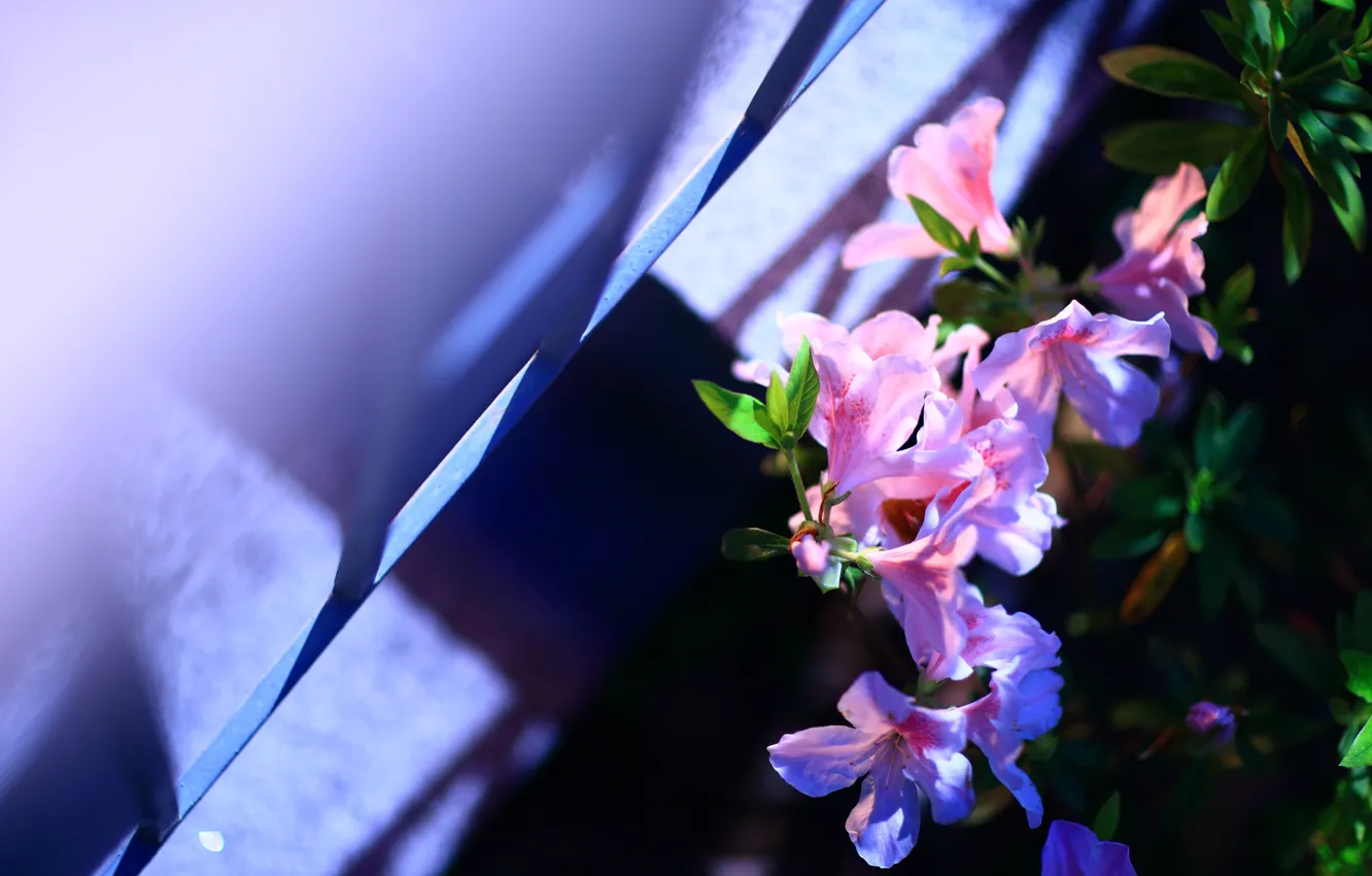 Photo wallpaper flowers, background, pink, the bushes, Azalea, rhododendrons
