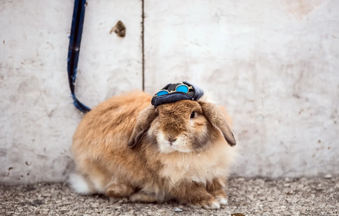 Photo wallpaper rabbit, street, sunglas