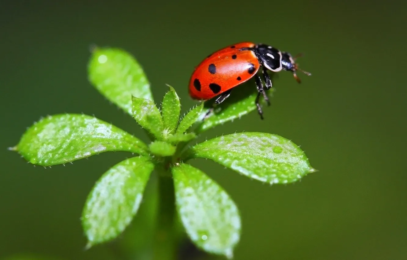 Photo wallpaper leaves, nature, plant, ladybug, insect