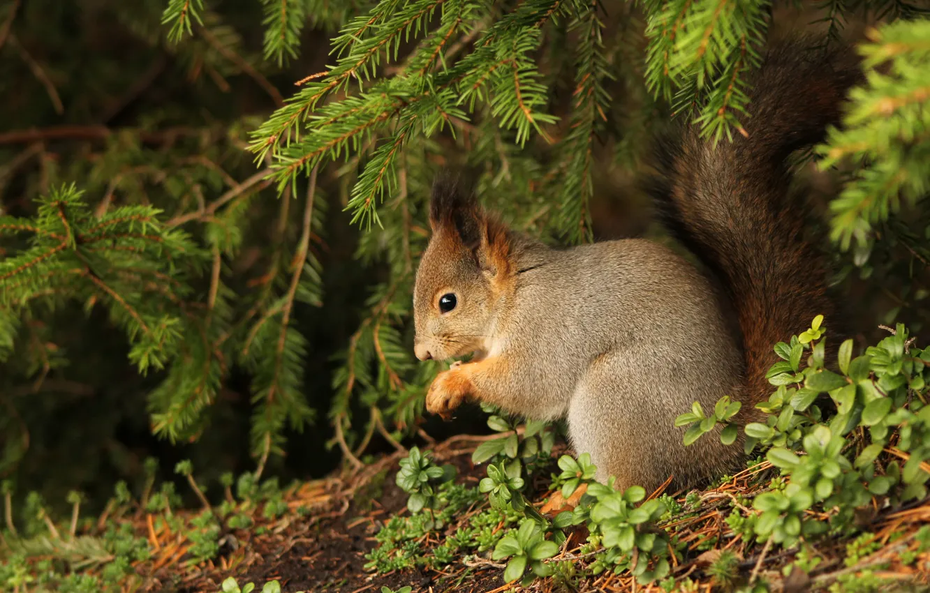 Photo wallpaper forest, grass, leaves, branches, nature, protein, coniferous