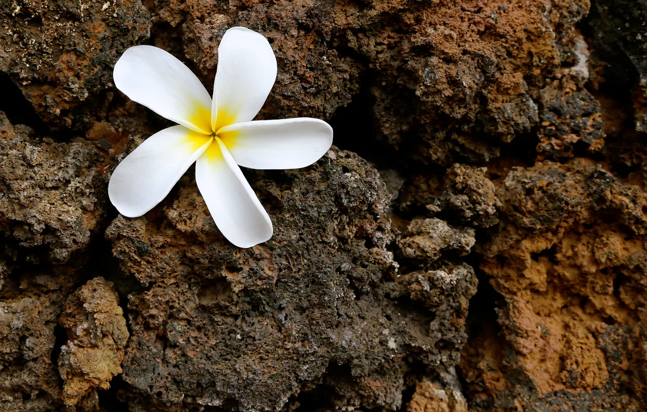 Photo wallpaper flower, stone, petals