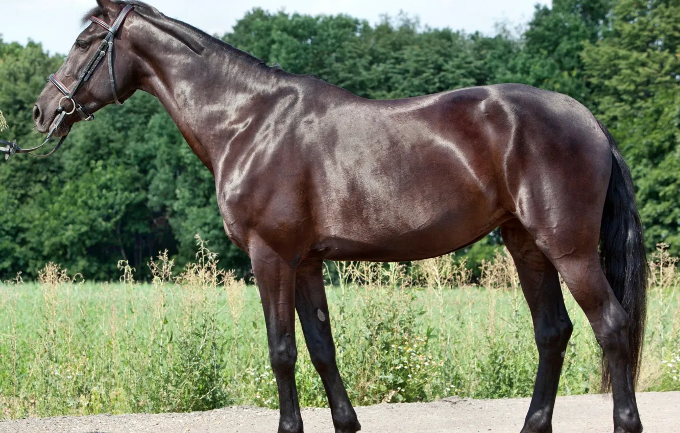 Photo wallpaper photo, horse, horse, harness