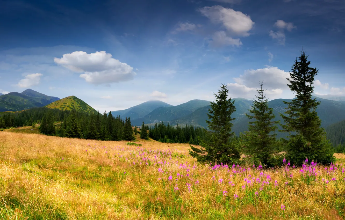 Photo wallpaper field, forest, mountains, Ivan-tea