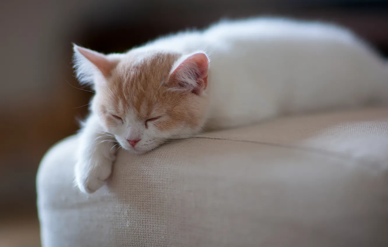 Photo wallpaper kitty, sleep, © Ben Torode, Hannah