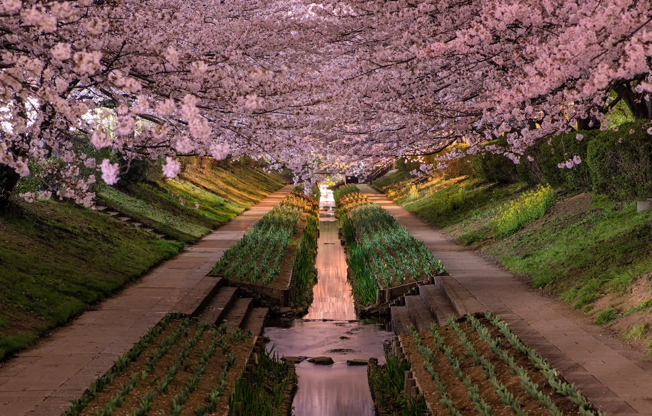 Photo wallpaper trees, landscape, nature, Park, stream, Japan, Sakura, Japan