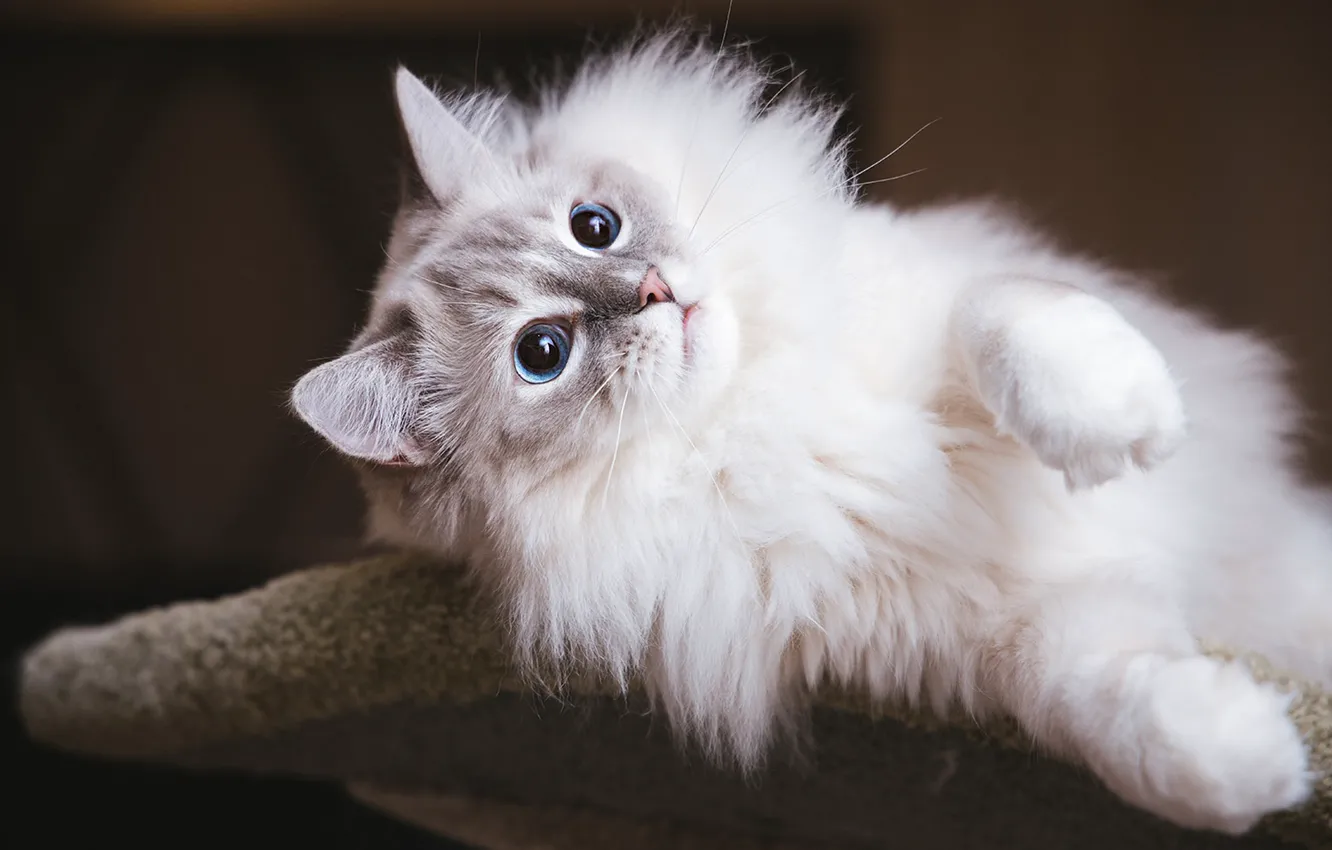 Photo wallpaper cat, cat, look, pose, face