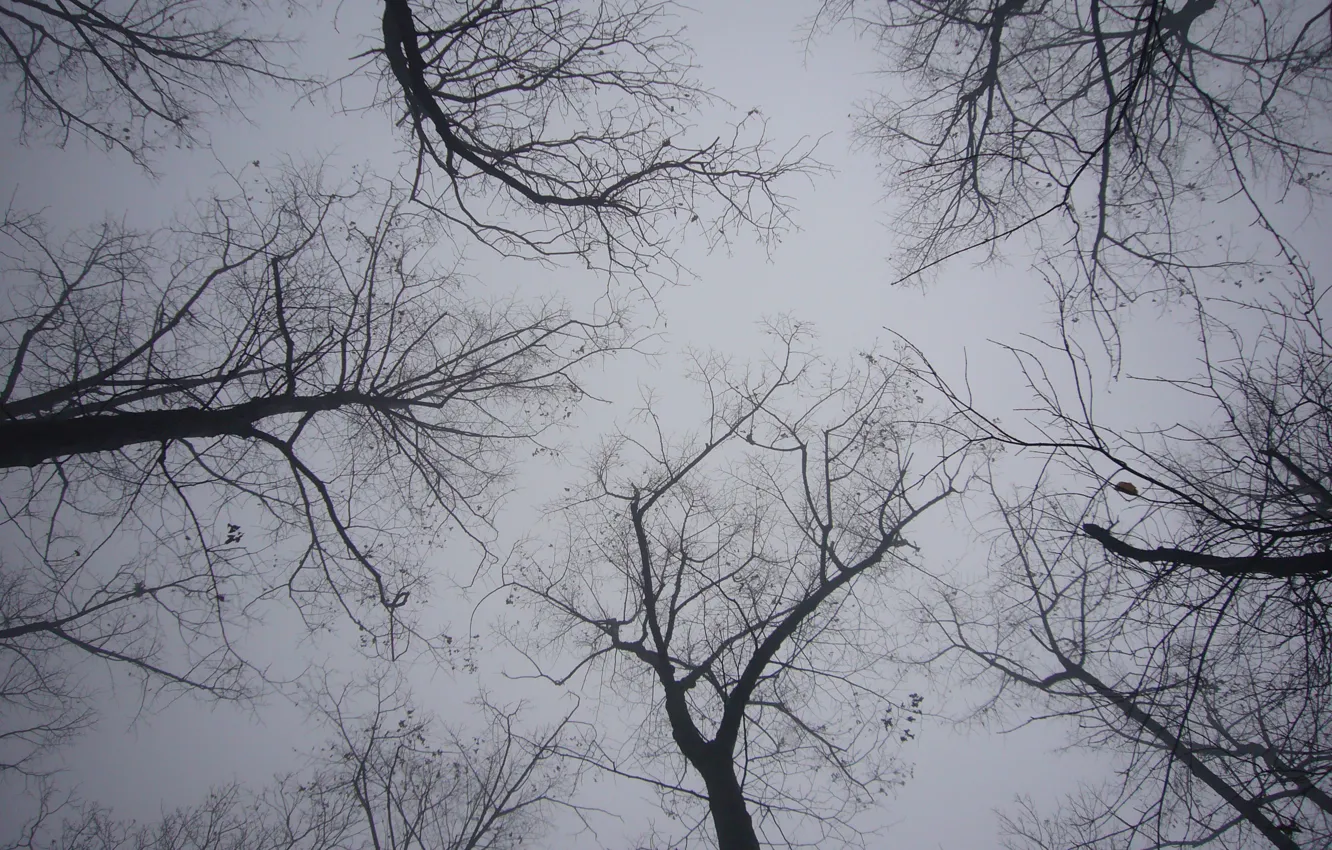 Photo wallpaper forest, trees, fog