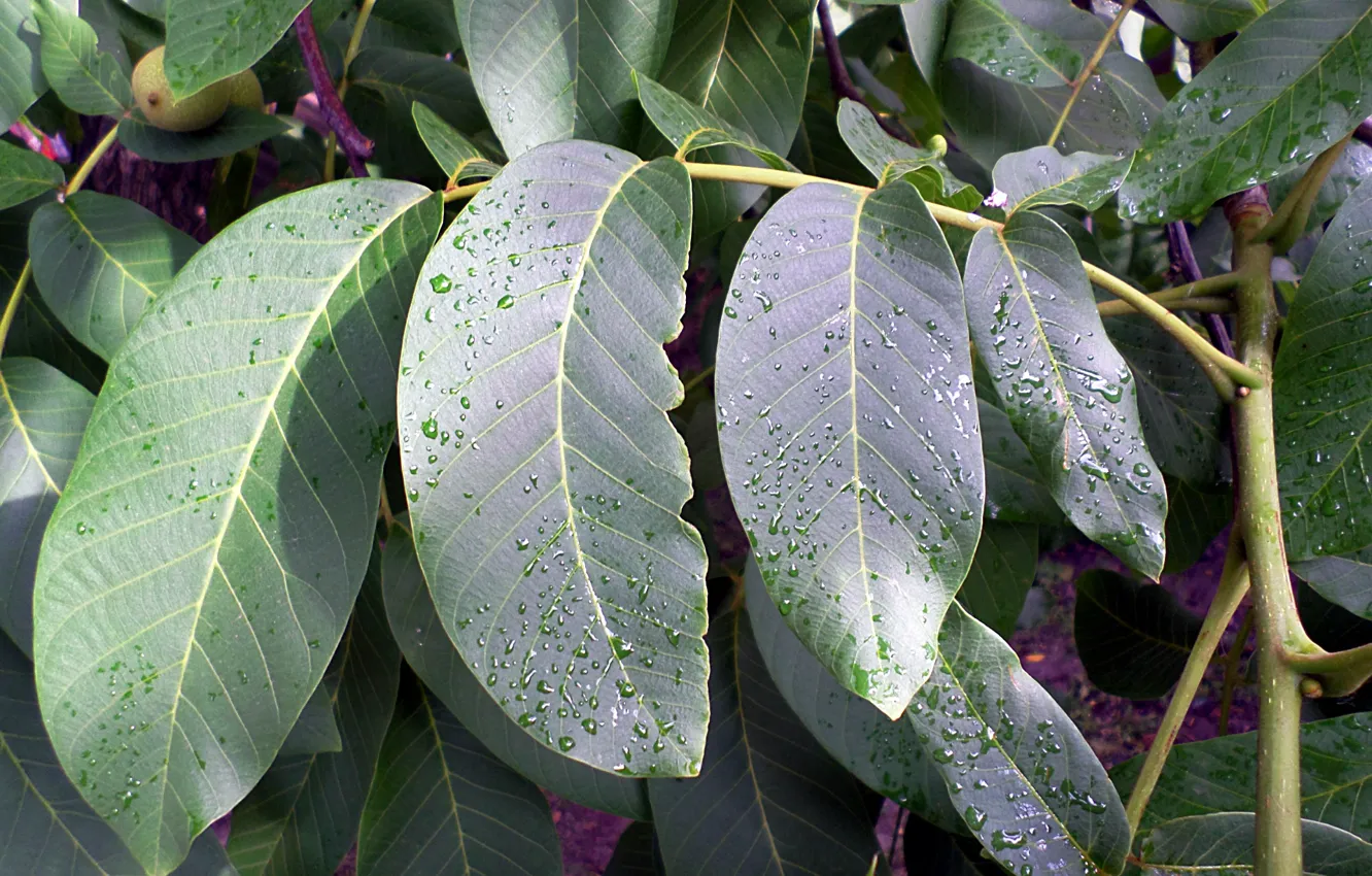 Photo wallpaper summer, leaves, drops, nuts