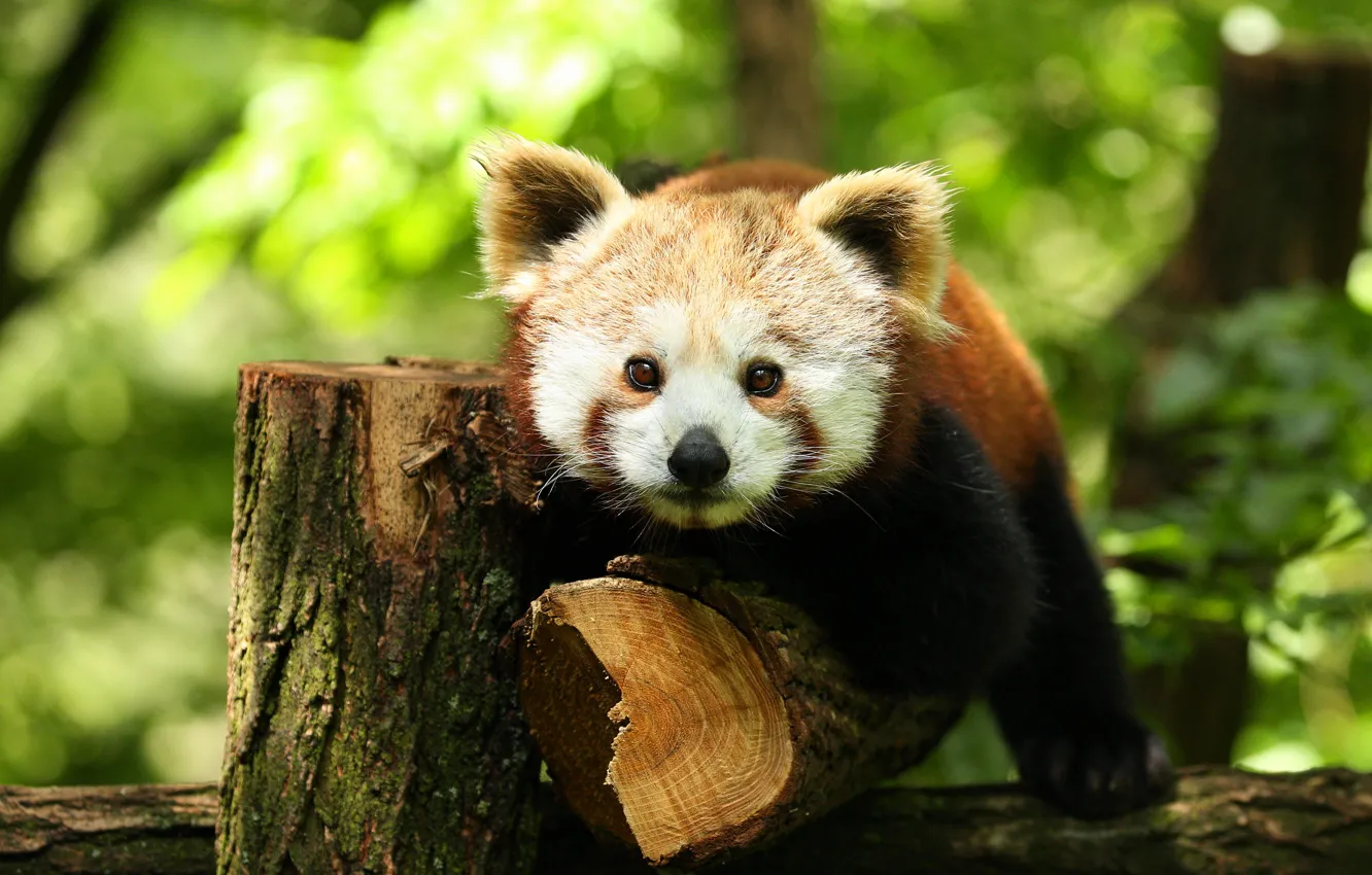 Photo wallpaper red Panda, log, face, red Panda, logs