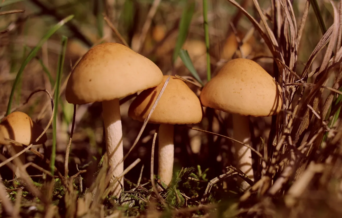 Photo wallpaper forest, plant, mashroom