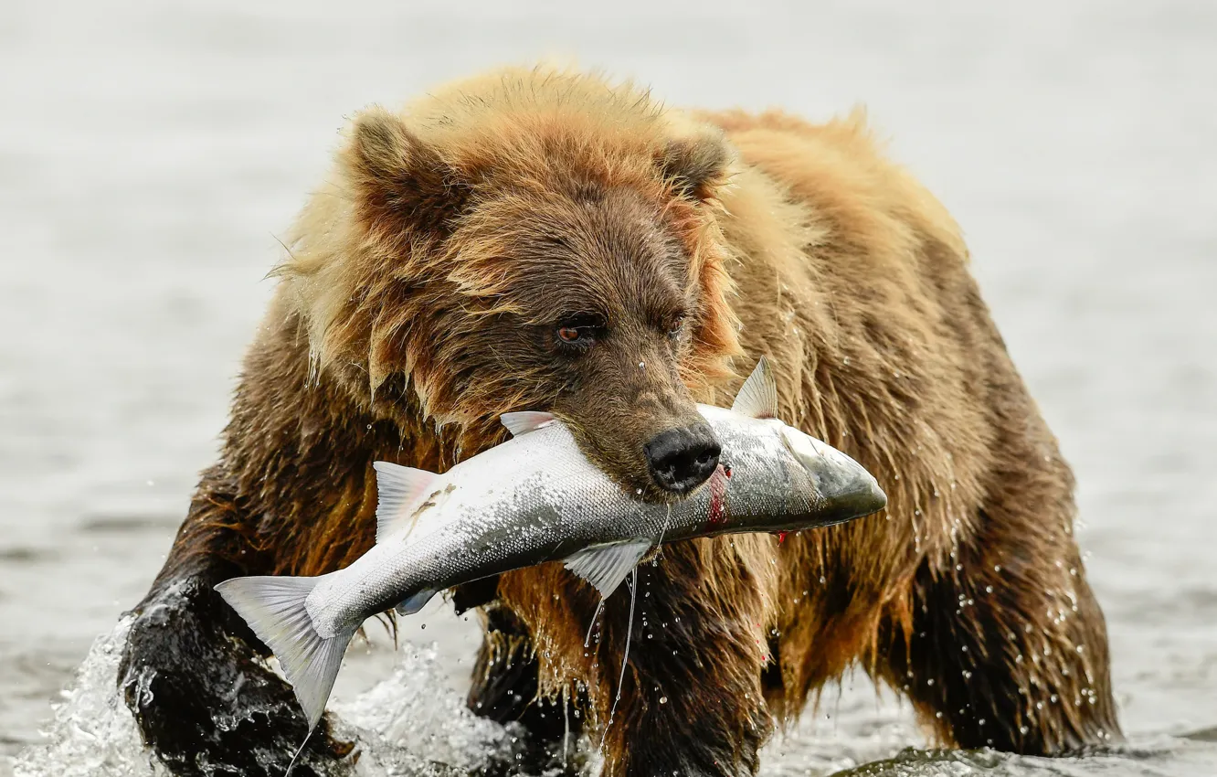 Photo wallpaper river, fishing, wet, fish, bear, bathing, brown, mining