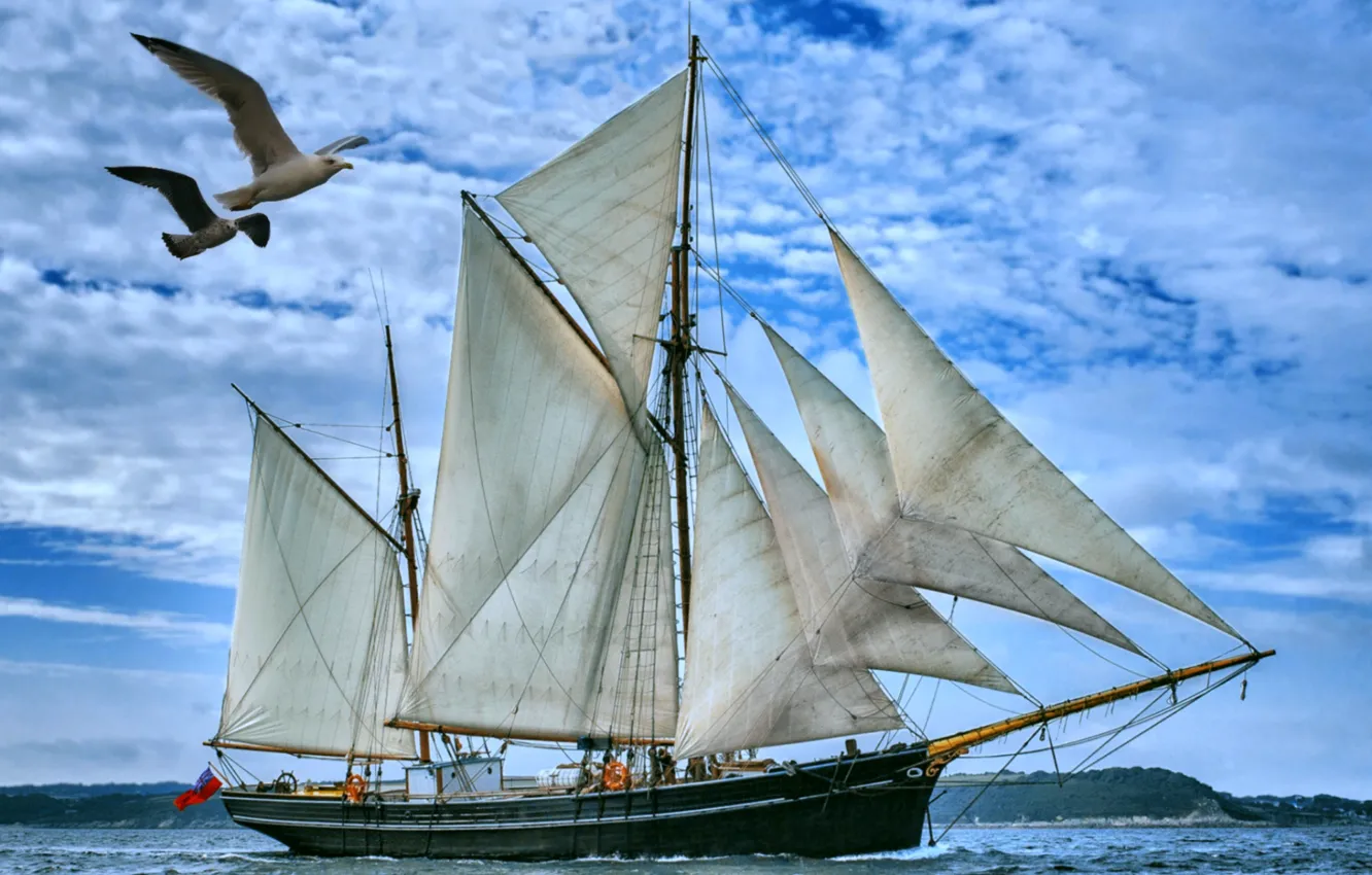 Photo wallpaper sea, the sky, bird, sailboat