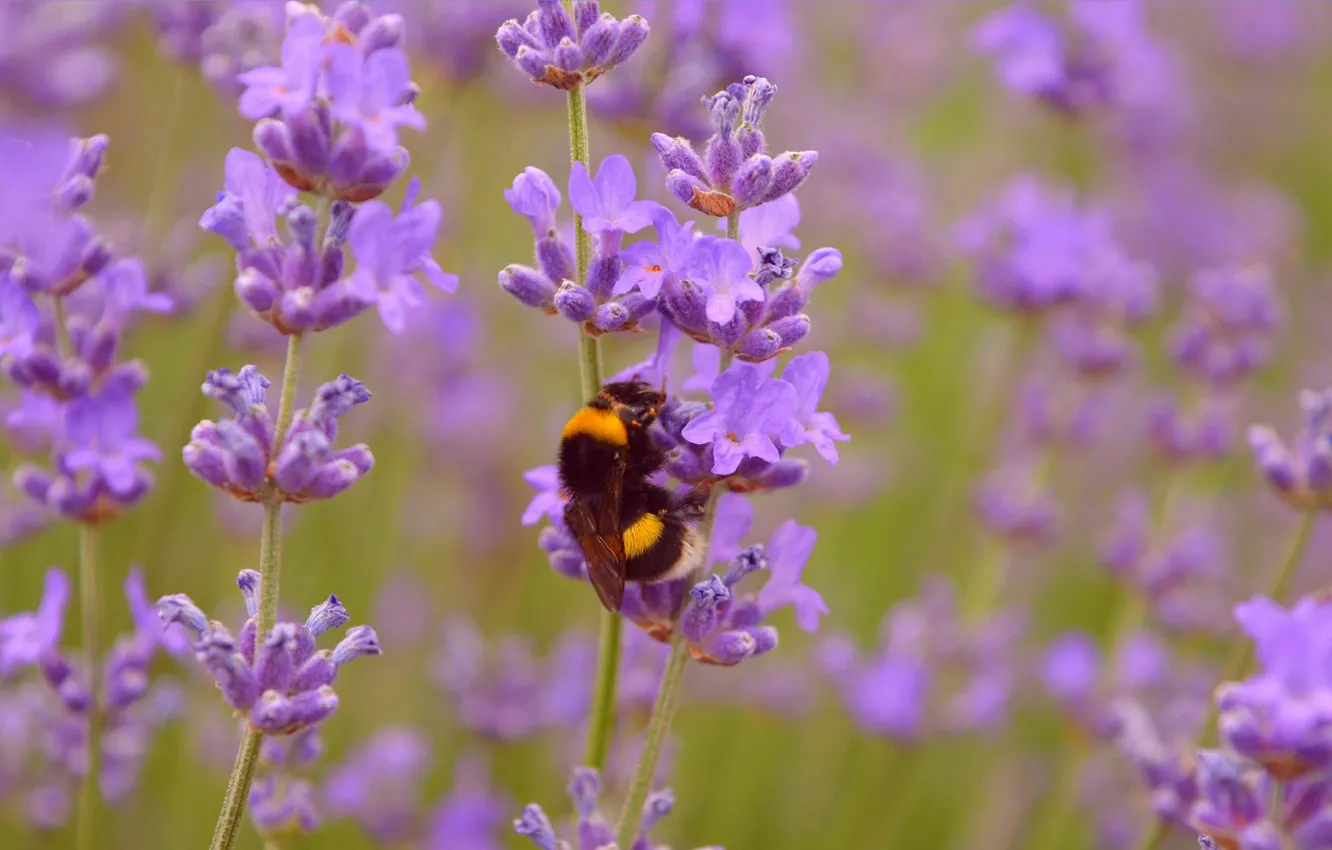 Photo wallpaper bumblebee, lavender, lavender, Wasp