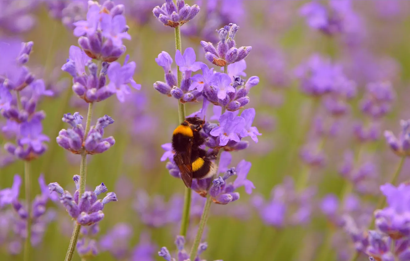 Photo wallpaper bumblebee, Lavender, Lavender, Wasp