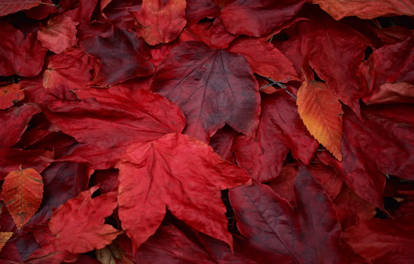 Photo wallpaper red, leaves, maple