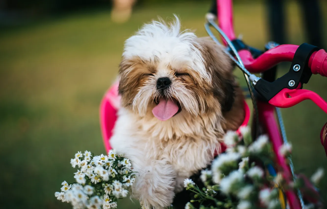 Photo wallpaper baby, puppy, handbag, walk